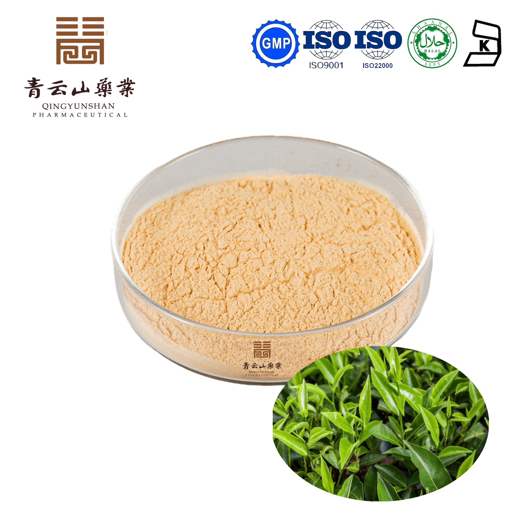 Green Tea Extract EGCG 98 Guangdong Qingyunshan Pharmaceutical Co